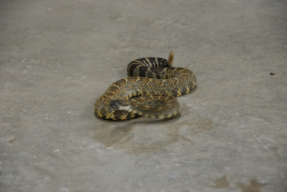 Reptile Gardens