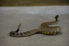 Reptile Gardens