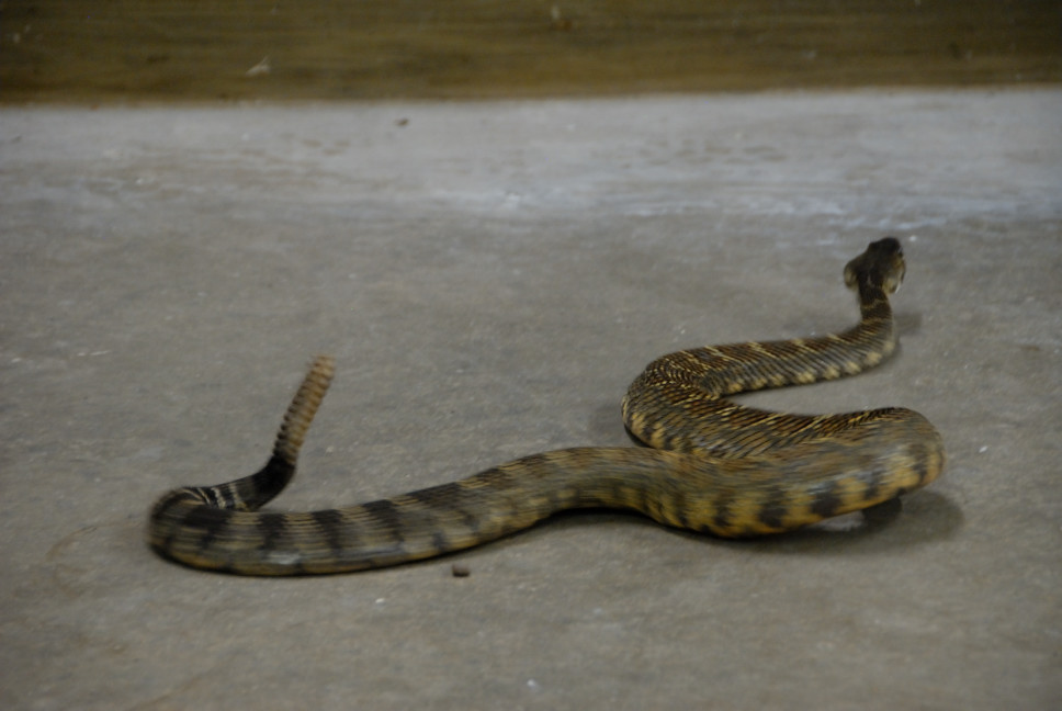Reptile Gardens