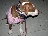 Yappy hour hosted by Central Bark