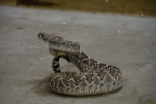 Reptile Gardens