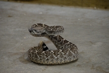 Reptile Gardens