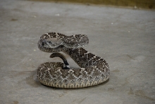 Reptile Gardens
