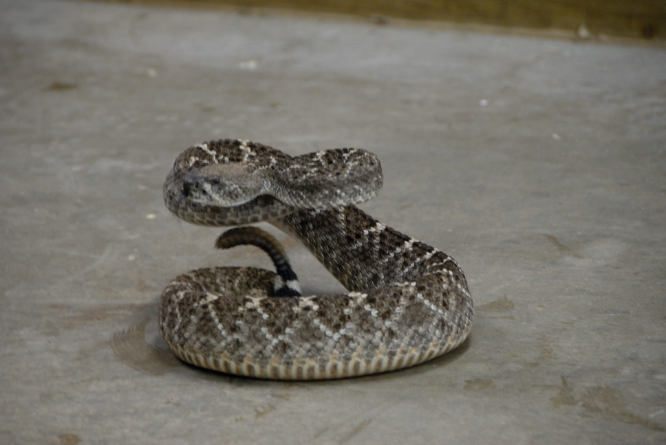 Reptile Gardens