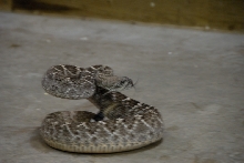 Reptile Gardens
