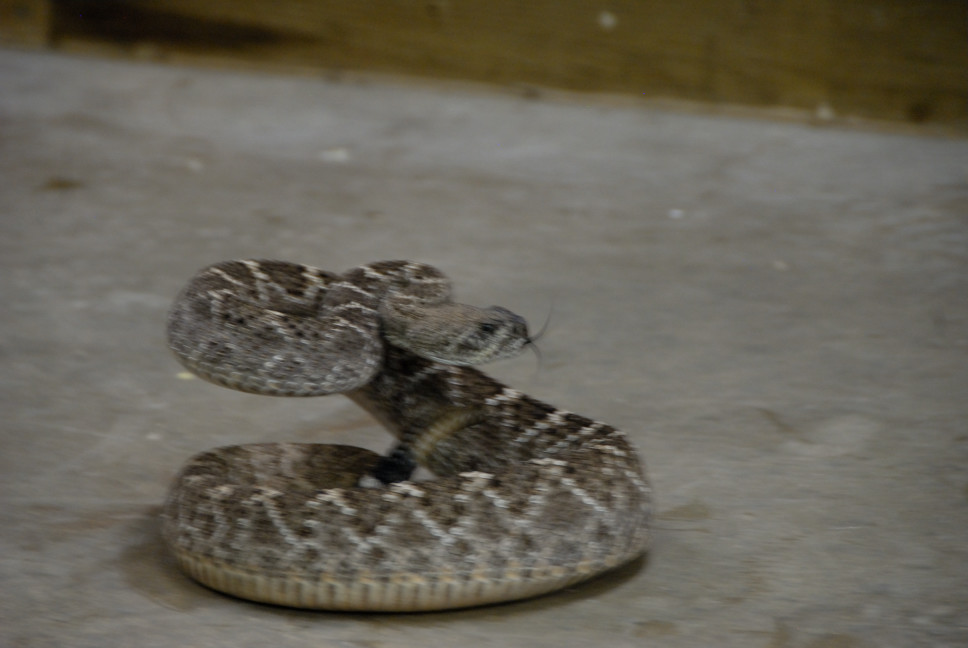 Reptile Gardens
