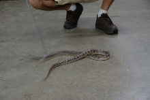 Reptile Gardens