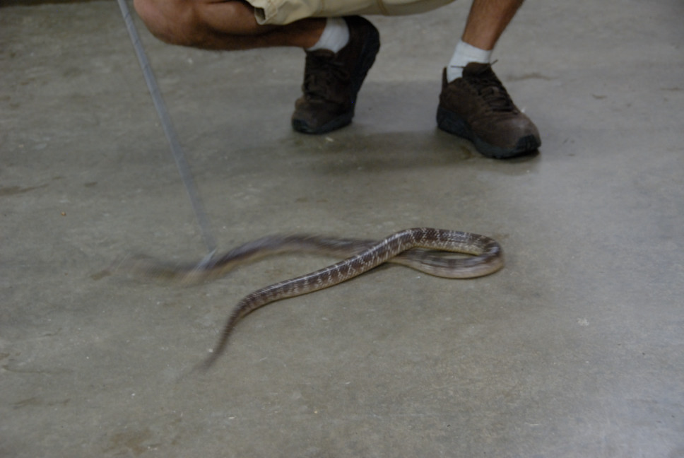 Reptile Gardens