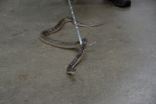 Reptile Gardens