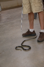 Reptile Gardens
