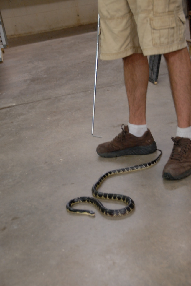 Reptile Gardens
