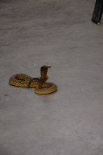 Reptile Gardens