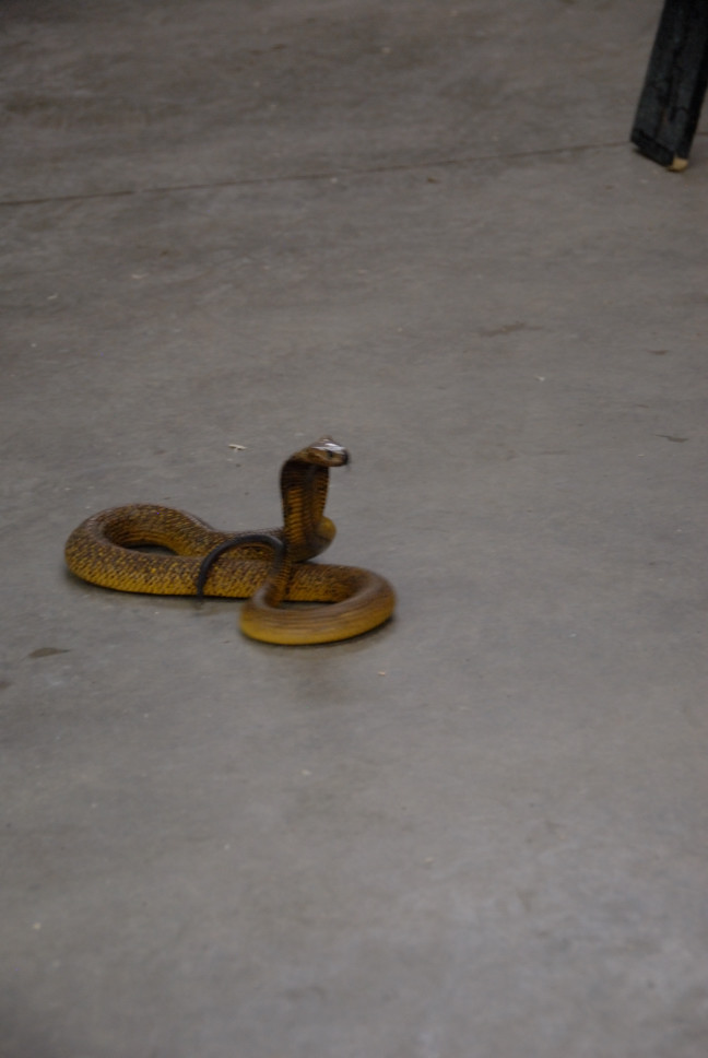 Reptile Gardens
