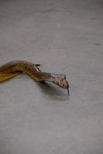 Reptile Gardens