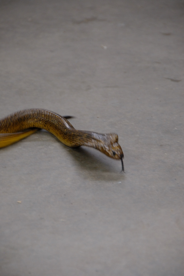 Reptile Gardens