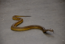 Reptile Gardens