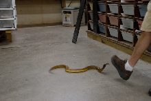 Reptile Gardens