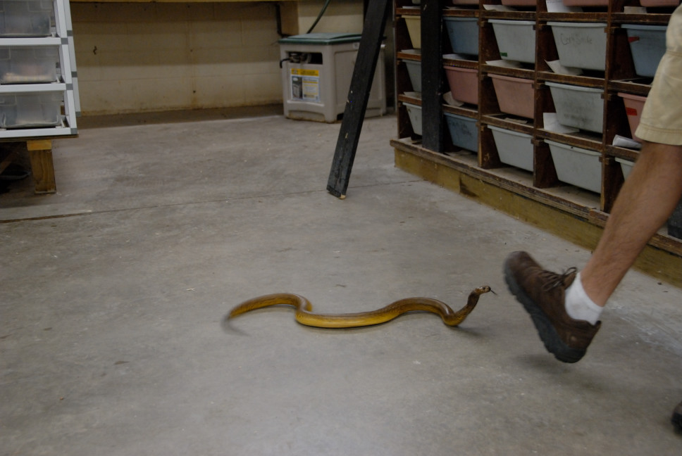 Reptile Gardens