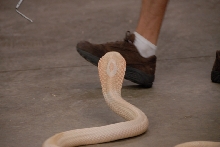 Reptile Gardens