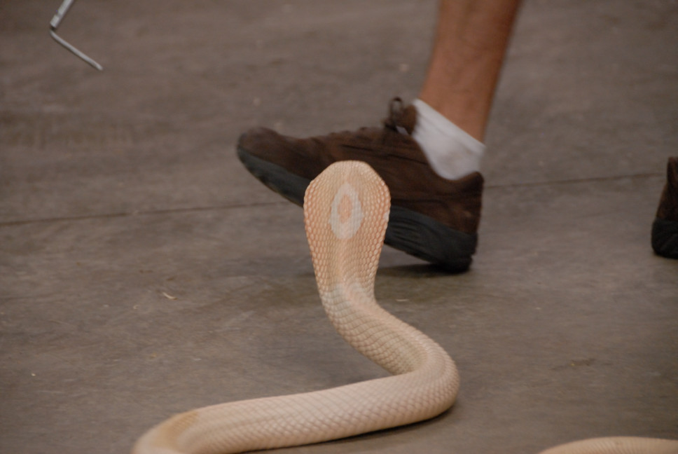 Reptile Gardens