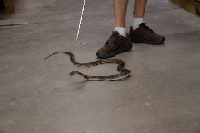 Reptile Gardens
