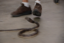 Reptile Gardens