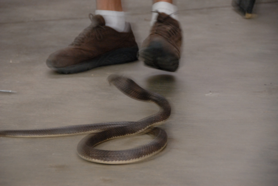 Reptile Gardens