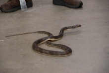 Reptile Gardens