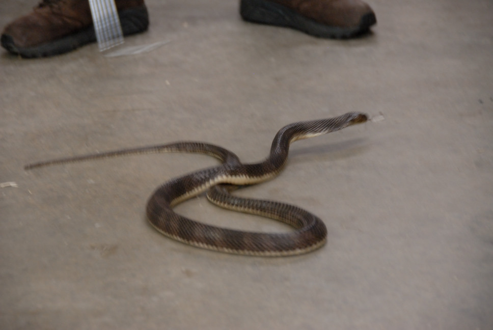 Reptile Gardens