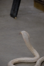 Reptile Gardens