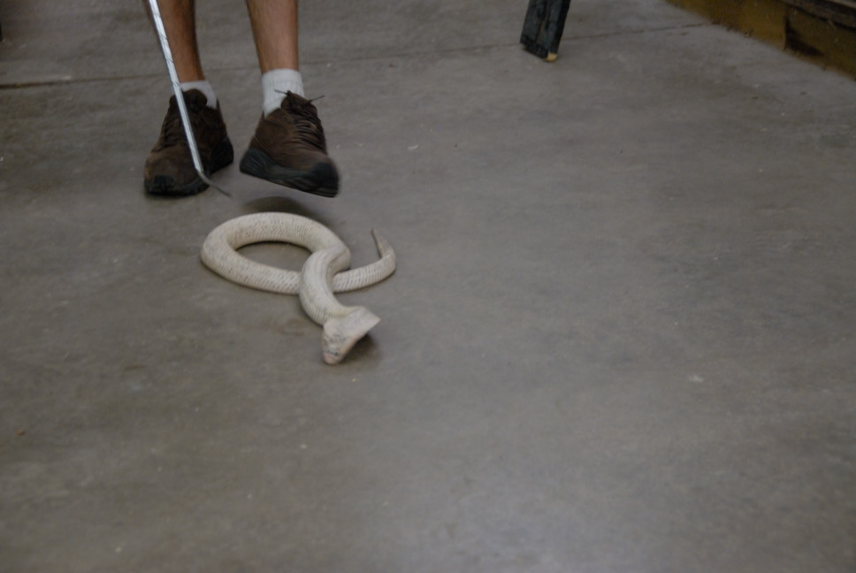 Reptile Gardens