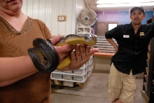 Reptile Gardens
