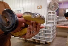 Reptile Gardens
