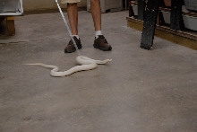 Reptile Gardens
