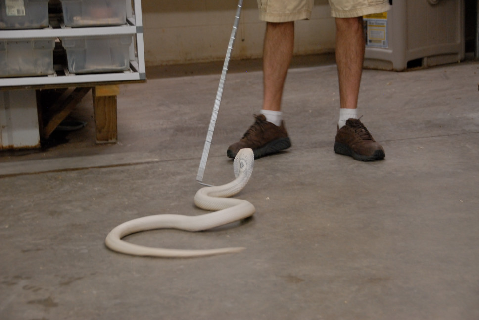 Reptile Gardens