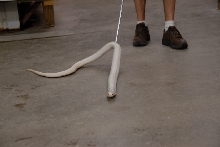 Reptile Gardens