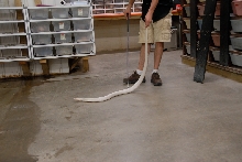 Reptile Gardens