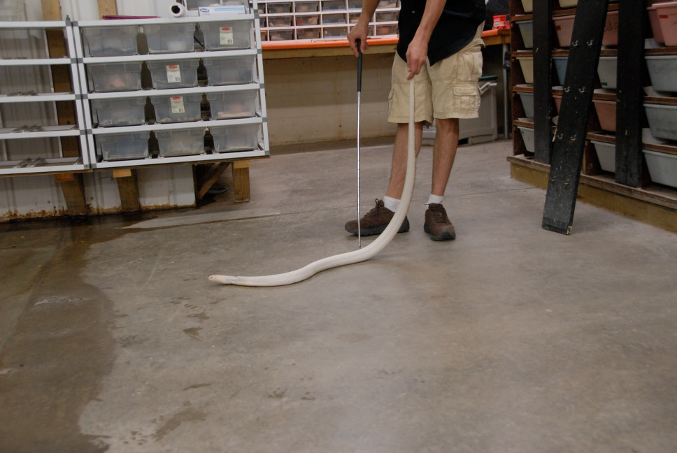 Reptile Gardens