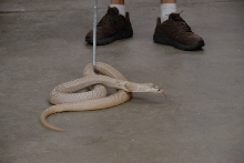 Reptile Gardens