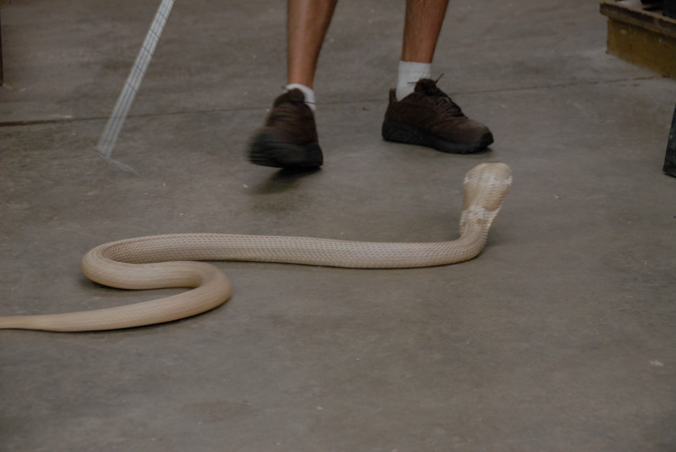 Reptile Gardens