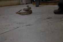 Reptile Gardens