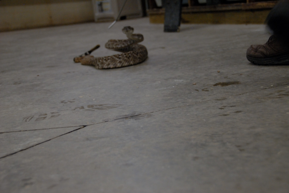 Reptile Gardens