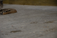 Reptile Gardens