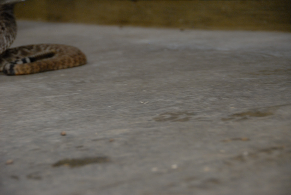Reptile Gardens