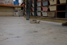 Reptile Gardens