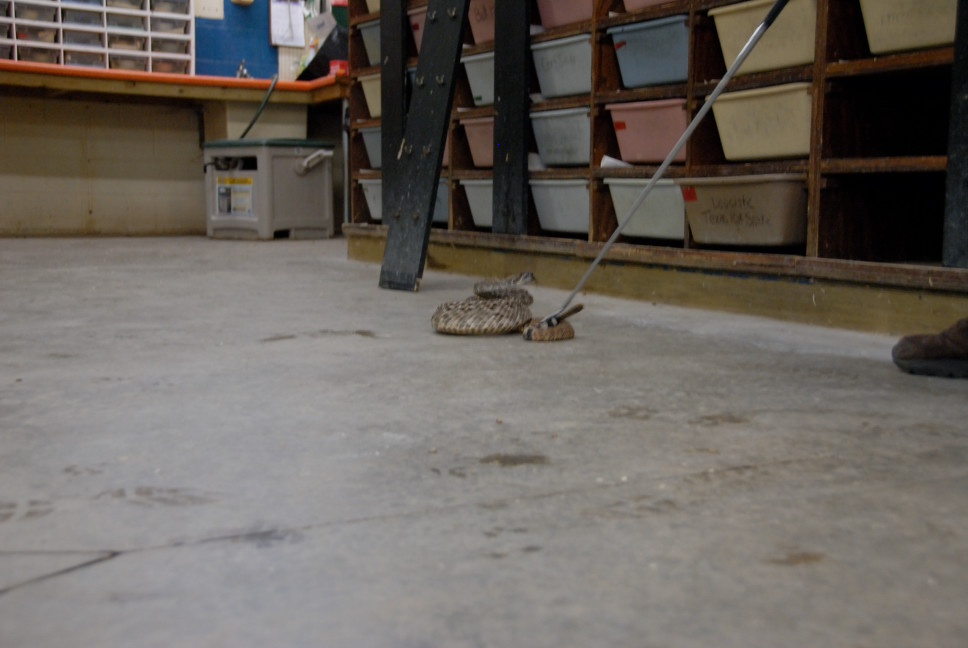 Reptile Gardens