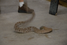 Reptile Gardens