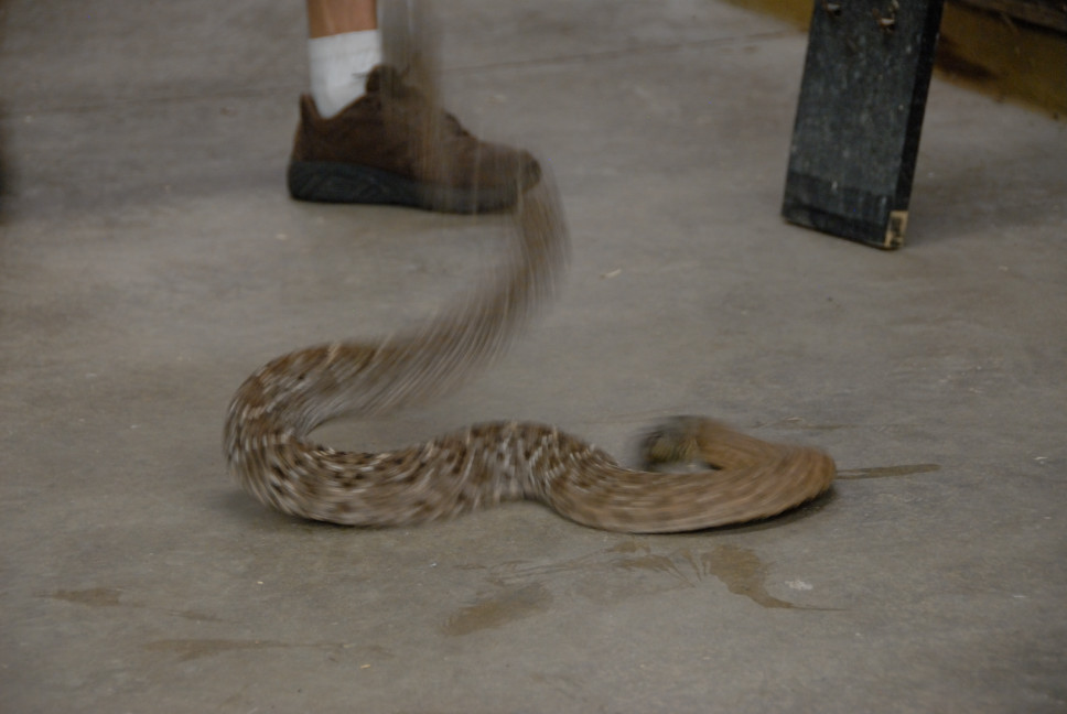 Reptile Gardens