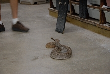 Reptile Gardens