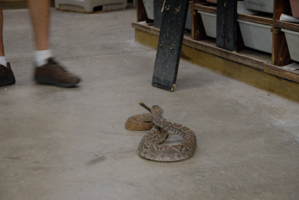 Reptile Gardens